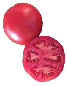 tomato galahad