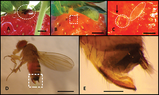 Drosophila Suzukii Matsumura