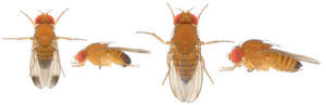 Mosca Del Vinagre De Alas Manchadas Drosophila Suzukii Matsumura