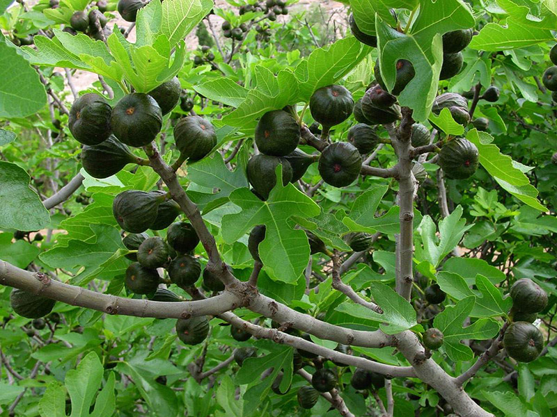 Sabes cómo se clasifican los árboles frutales? | Noticias del Agro