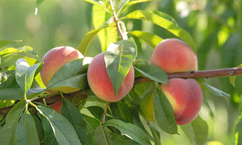 arbol duraznero