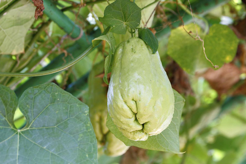 chayote