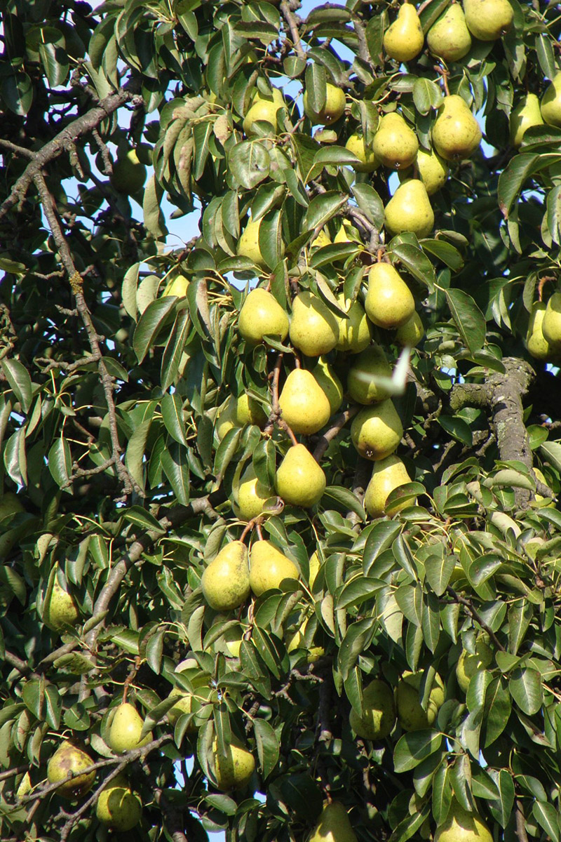 Sabes cómo se clasifican los árboles frutales? | Noticias del Agro