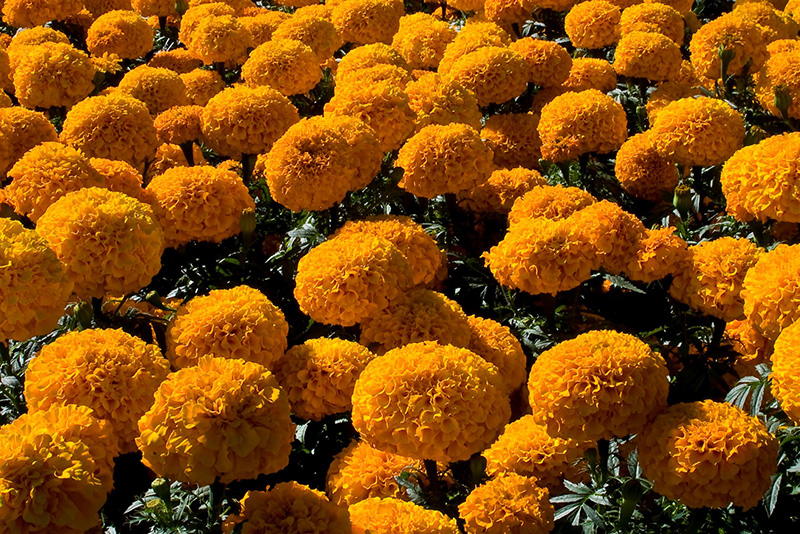 Cempasúchil, la flor de los veinte pétalos | Noticias del Agro