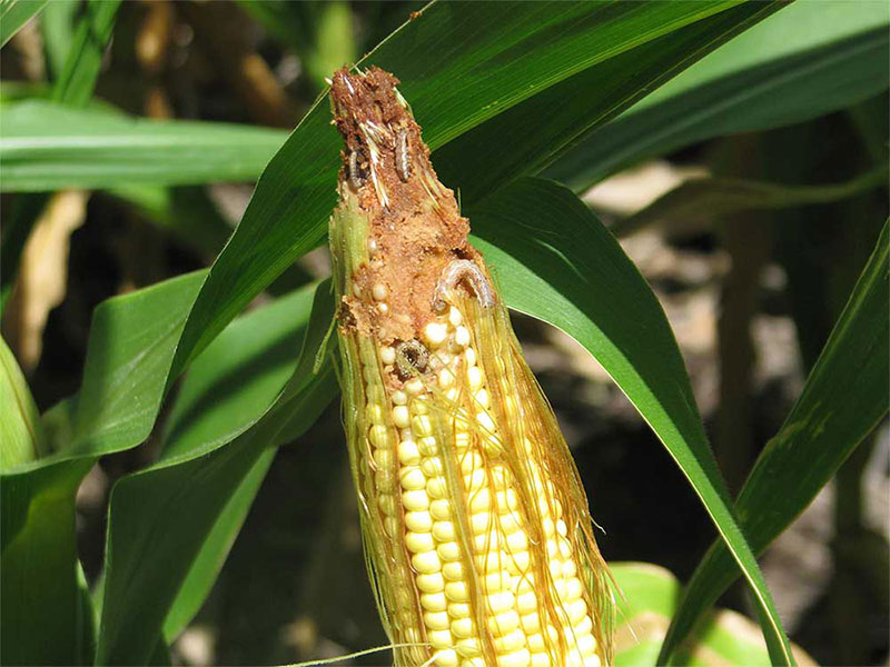Gusano cogollero del maíz. | Noticias del Agro