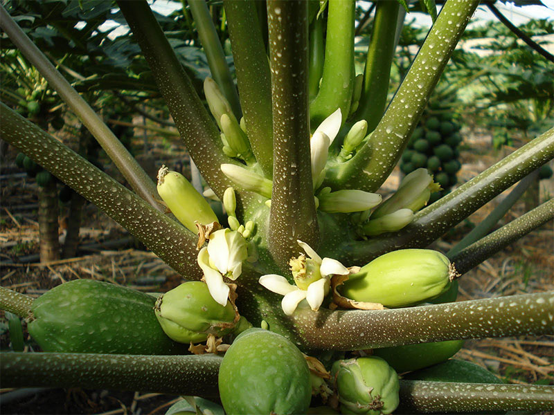 flor papaya