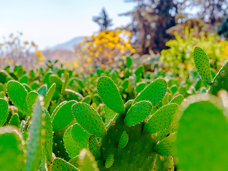 palomilla nopal