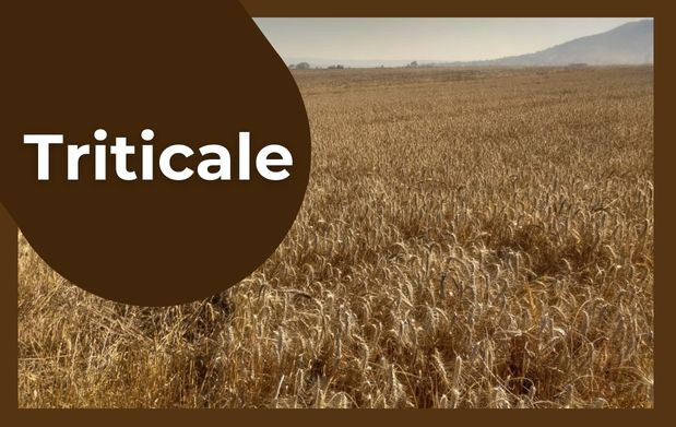 triticale