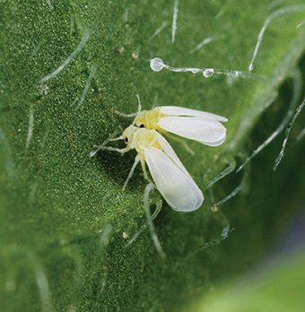 mosca blanca