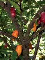 arbol cacao