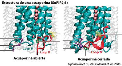 acuaporinas1