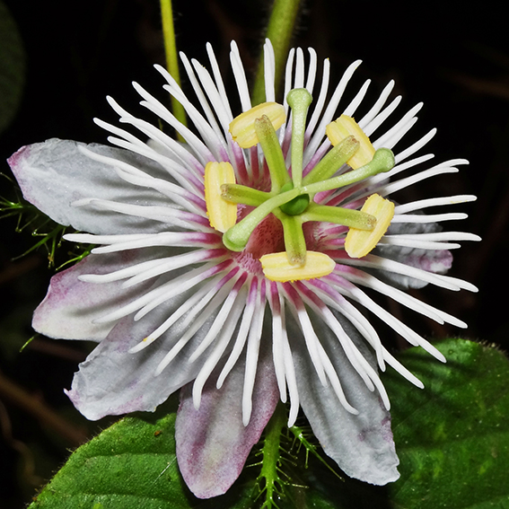 Passiflora white