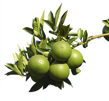 limon