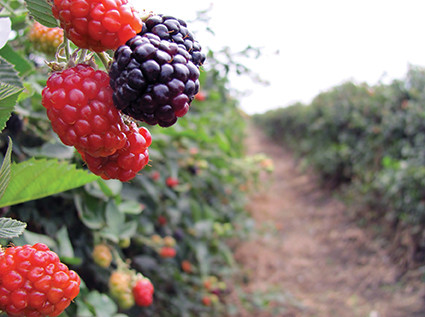 berries frambuesa web