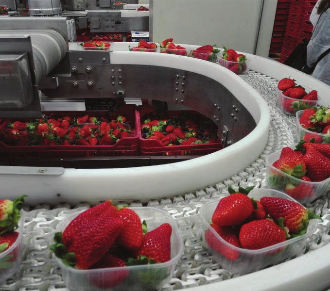 produccion fresas