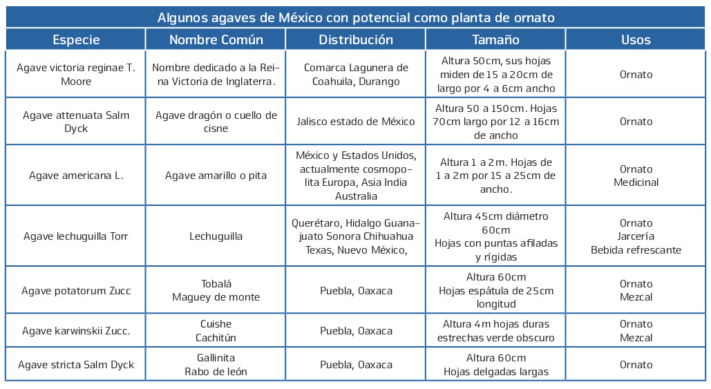 Agaves de ornato asparagaceae No. 149 2021 TecnoAgro