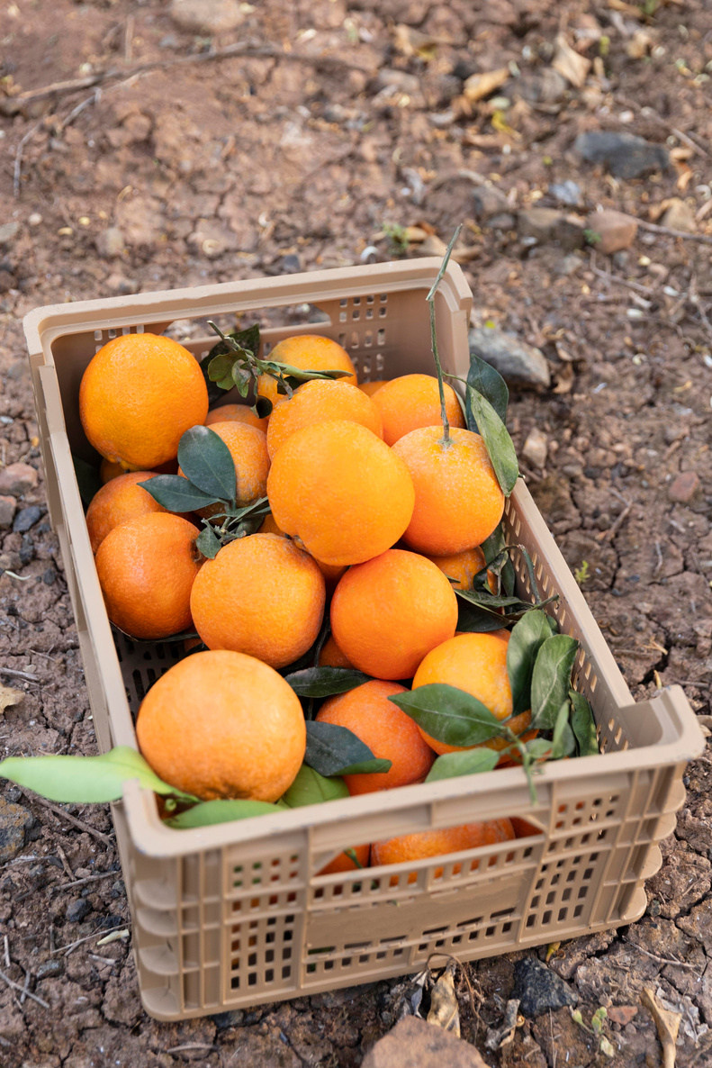 conservacion citricos