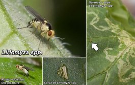 liriomyza_web