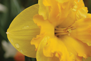 narciso2_web