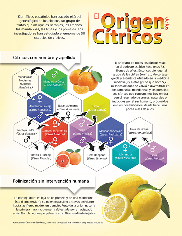 origen citricos