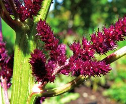 amaranthus