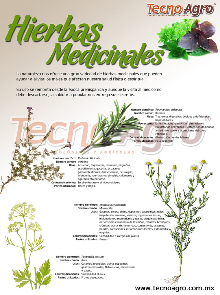 infografia_hierbas_medicinales