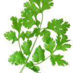 cilantro