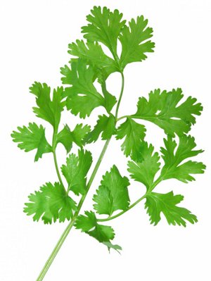 cilantro