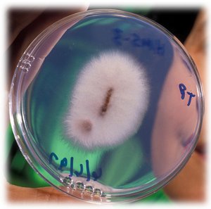 fusarium_oxysporum