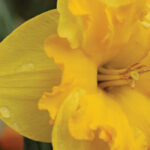 narciso2_web