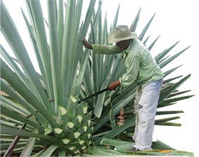 agave3