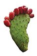 nopal