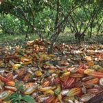 cacao web