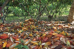 cacao web