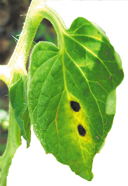 alternaria tomate