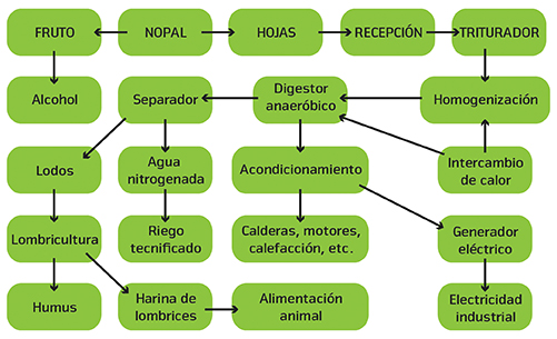 esquema nopal