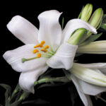 lilium candidum2