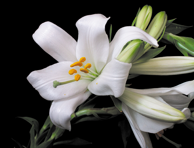 lilium candidum2