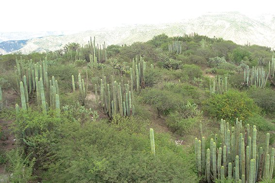 barranca web