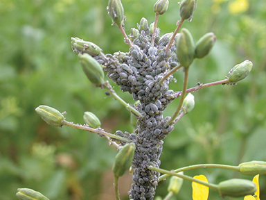 brevicoryne brassicae