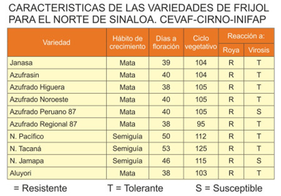 frijol caracteristicas