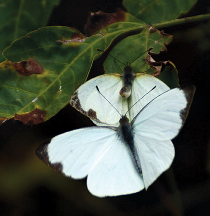 leptophobia aripa