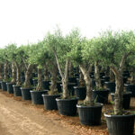 olive tree