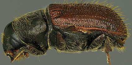 dendroctonus pseudotsugae