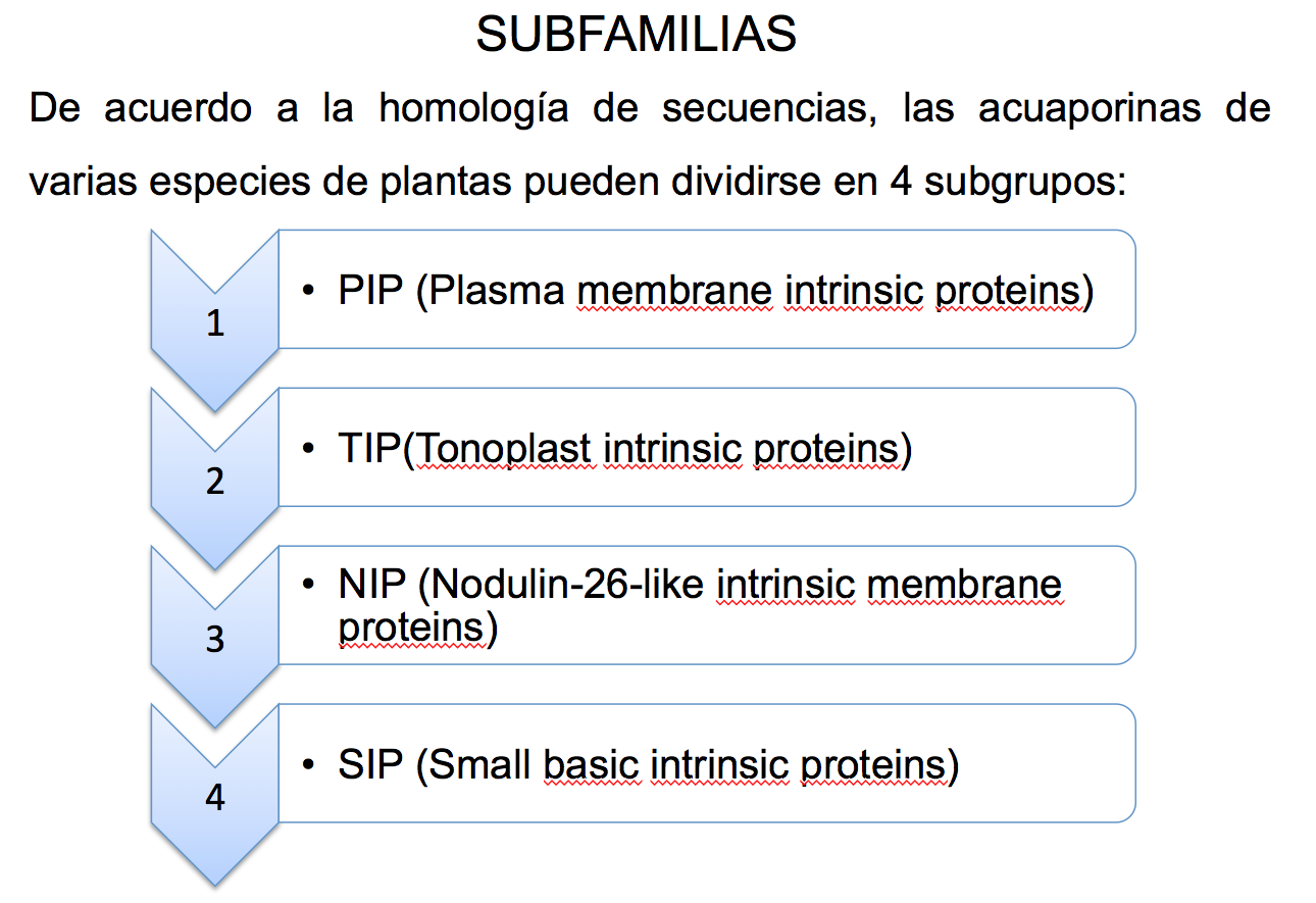 subfamilias