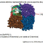 acuaporina