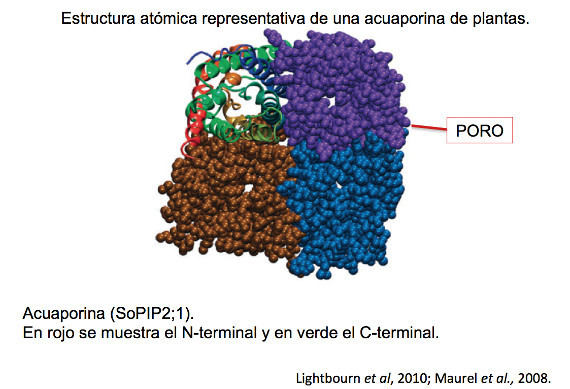 acuaporina