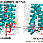 acuaporinas1