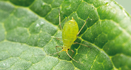 chaetosiphon fragaefolii