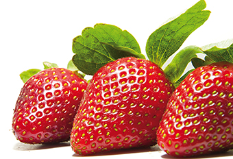 fresas